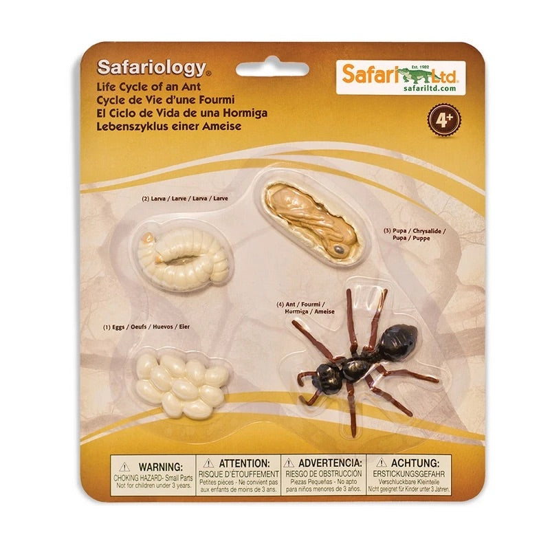 Life Cycle of an Ant by Safari Ltd - Friends of K