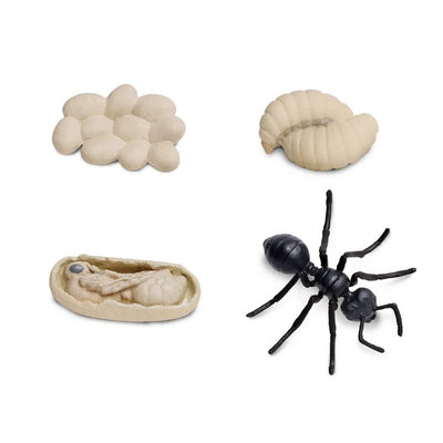 Life Cycle of an Ant by Safari Ltd - Friends of K