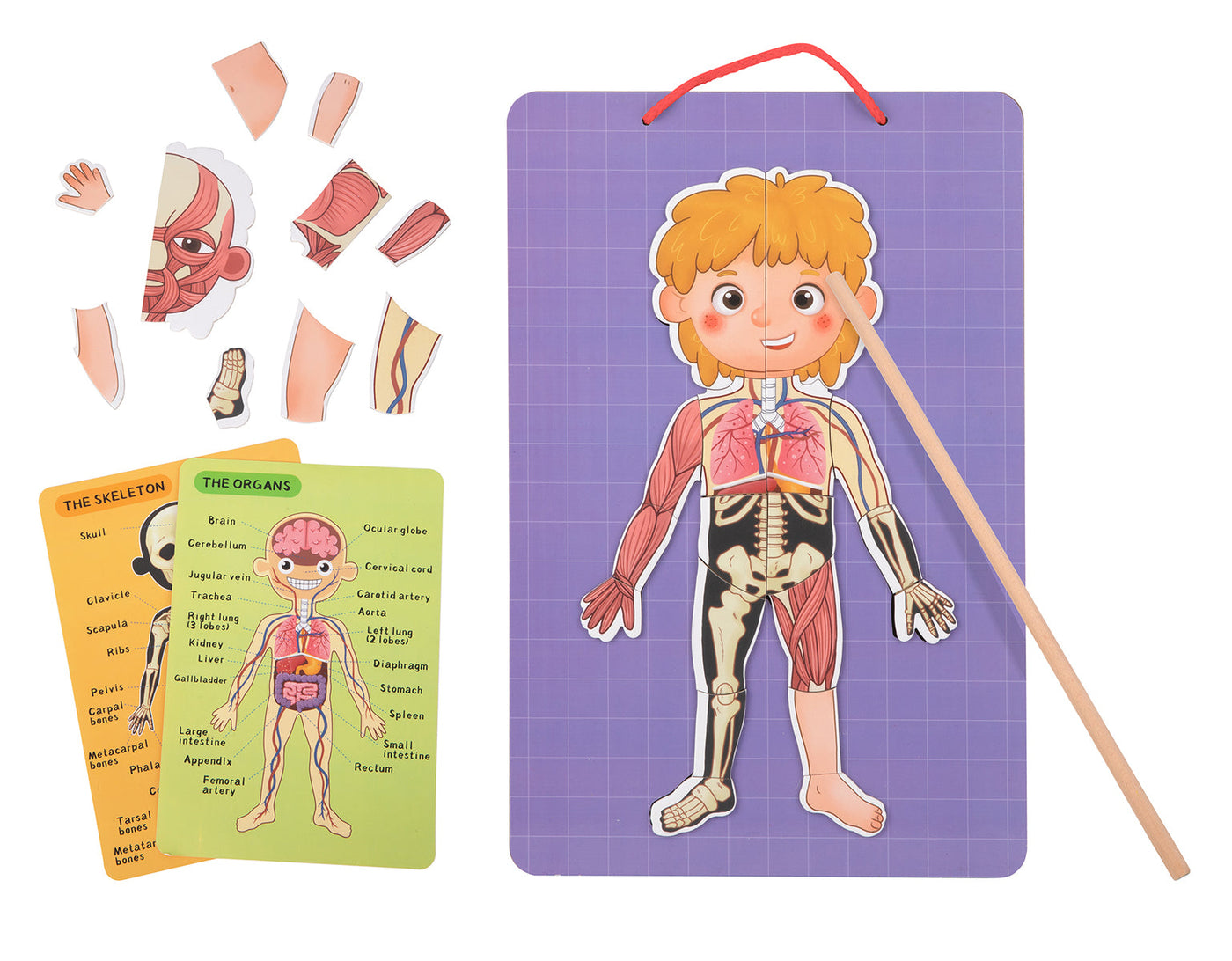 Magnetic Body Chart by Tooky Toy - Friends of K