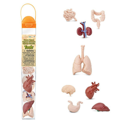 Safari Ltd | Human Organs Toob by Safari Ltd Toob - Friends of K